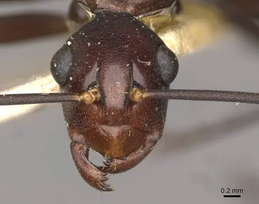 Polyrhachis solmsi specimen CASENT0910790 image casent0910790_2