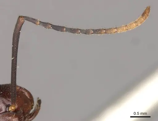 Polyrhachis solmsi specimen CASENT0910790 image casent0910790_3