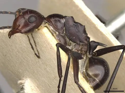 Polyrhachis solmsi specimen CASENT0910790 image casent0910790_4