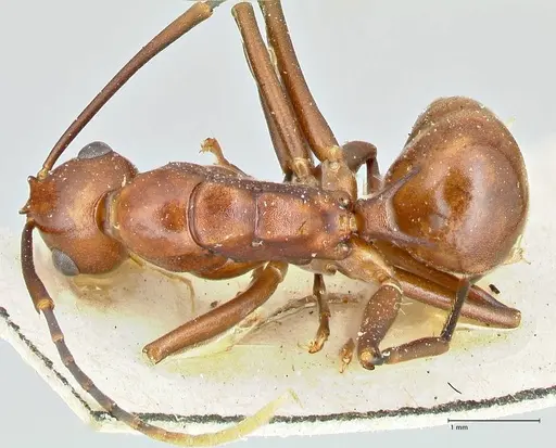 Polyrhachis solmsi specimen FOCOL2548 image focol2548_1