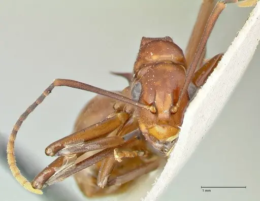 Polyrhachis solmsi specimen FOCOL2548 image focol2548_2