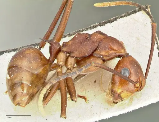 Polyrhachis solmsi specimen FOCOL2548 image focol2548_3
