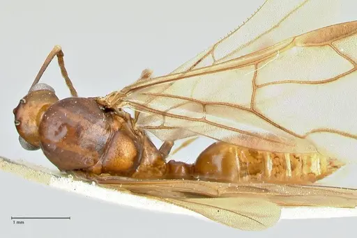 Polyrhachis solmsi specimen FOCOL2549 image focol2549_1