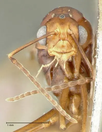 Polyrhachis solmsi specimen FOCOL2549 image focol2549_2
