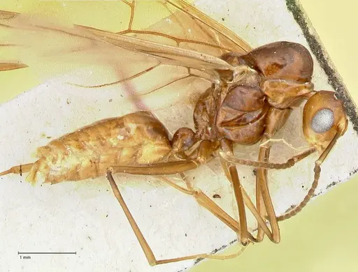 Polyrhachis solmsi specimen FOCOL2549 image focol2549_3