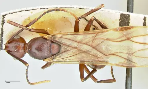 Polyrhachis solmsi specimen FOCOL2550 image focol2550_1
