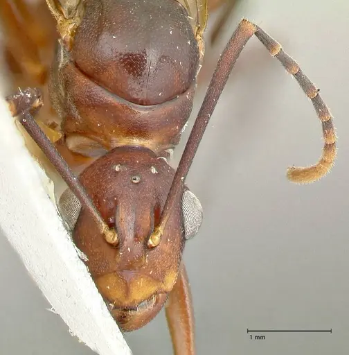 Polyrhachis solmsi specimen FOCOL2550 image focol2550_2