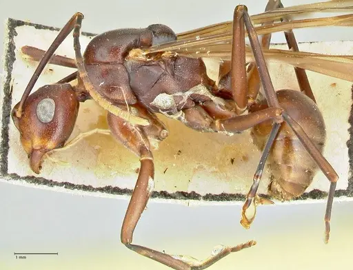 Polyrhachis solmsi specimen FOCOL2550 image focol2550_3
