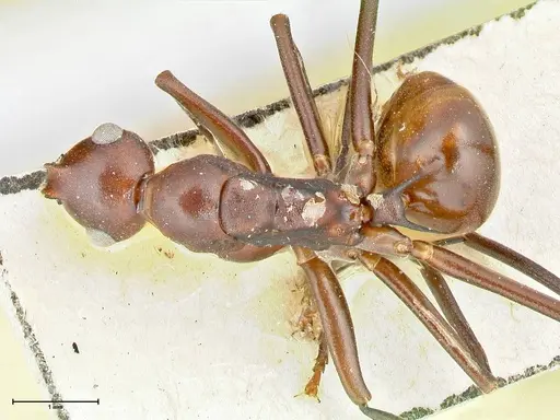 Polyrhachis solmsi specimen FOCOL2551 image focol2551_1