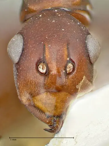 Polyrhachis solmsi specimen FOCOL2551 image focol2551_2