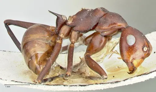 Polyrhachis solmsi specimen FOCOL2551 image focol2551_3