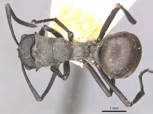 Polyrhachis sophocles specimen CASENT0910898 image casent0910898_1