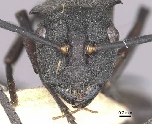 Polyrhachis sophocles specimen CASENT0910898 image casent0910898_2
