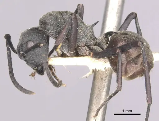 Polyrhachis sophocles specimen CASENT0910898 image casent0910898_3