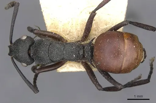 Polyrhachis spengeli specimen CASENT0910780 image casent0910780_1