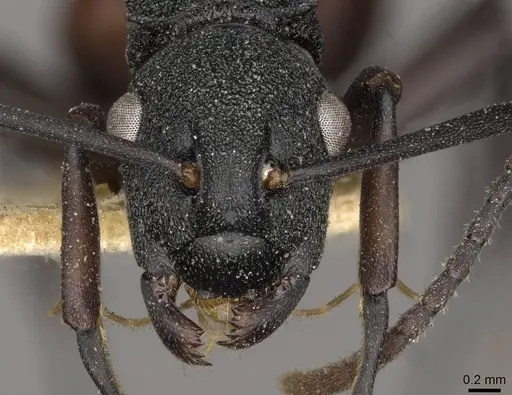 Polyrhachis spengeli specimen CASENT0910780 image casent0910780_2