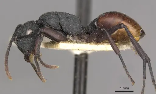 Polyrhachis spengeli specimen CASENT0910780 image casent0910780_3