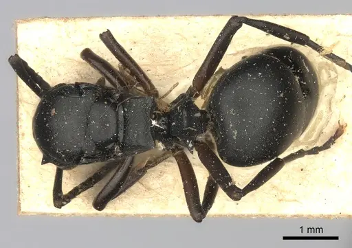 Polyrhachis spinicola specimen CASENT0217803 image casent0217803_1