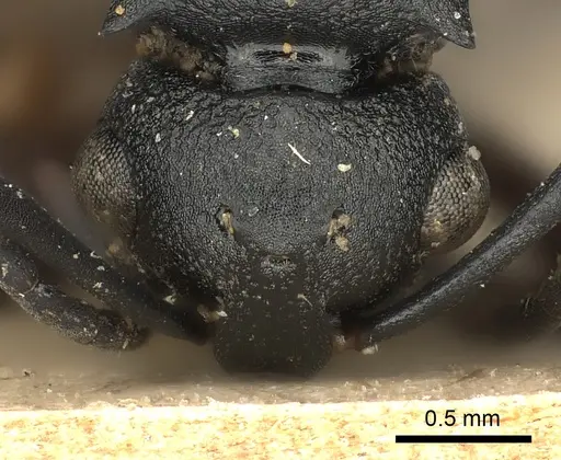 Polyrhachis spinicola specimen CASENT0217803 image casent0217803_2