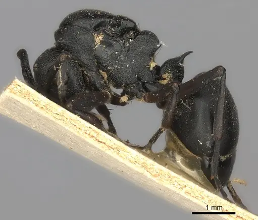 Polyrhachis spinicola specimen CASENT0217803 image casent0217803_3