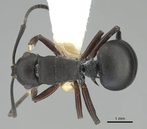Polyrhachis spinicola specimen CASENT0227574 image casent0227574_1