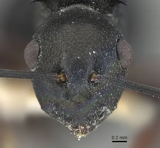 Polyrhachis spinicola specimen CASENT0227574 image casent0227574_2