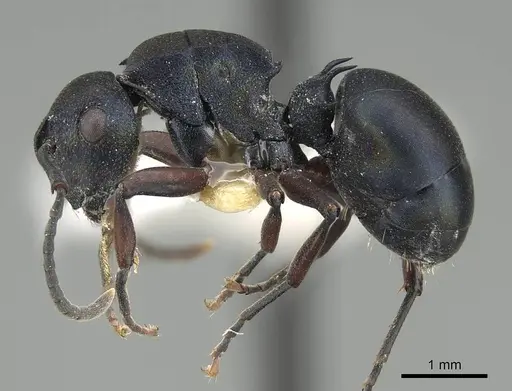 Polyrhachis spinicola specimen CASENT0227574 image casent0227574_3