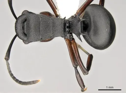 Polyrhachis spinicola specimen CASENT0281456 image casent0281456_1