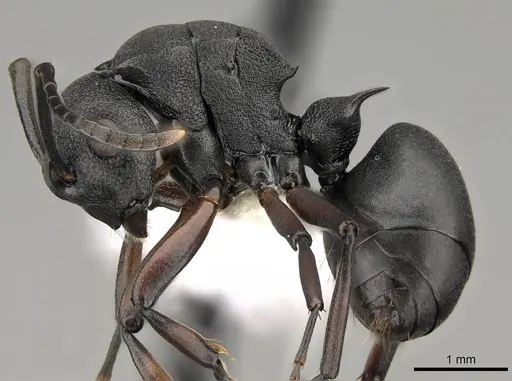 Polyrhachis spinicola specimen CASENT0281456 image casent0281456_3