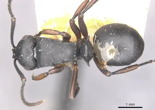 Polyrhachis spinicola specimen CASENT0910946 image casent0910946_1