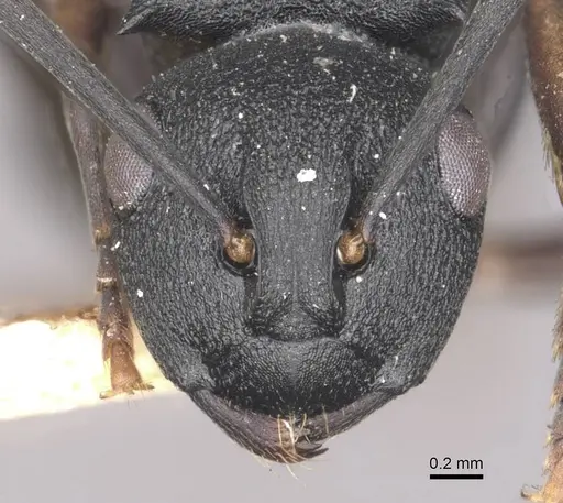 Polyrhachis spinicola specimen CASENT0910946 image casent0910946_2