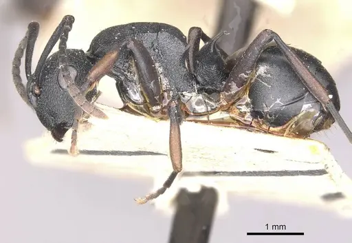 Polyrhachis spinicola specimen CASENT0910946 image casent0910946_3