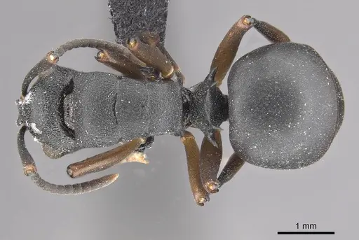 Polyrhachis spinicola specimen CASENT0910952 image casent0910952_1
