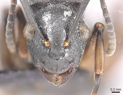 Polyrhachis spinicola specimen CASENT0910952 image casent0910952_2