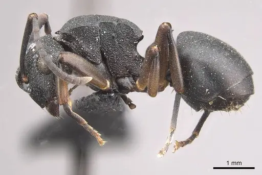 Polyrhachis spinicola specimen CASENT0910952 image casent0910952_3