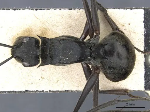Polyrhachis spinigera specimen CASENT0905618 image casent0905618_1