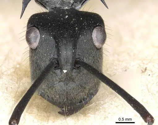 Polyrhachis spinigera specimen CASENT0905618 image casent0905618_2