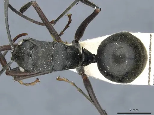 Polyrhachis spinigera specimen CASENT0910917 image casent0910917_1