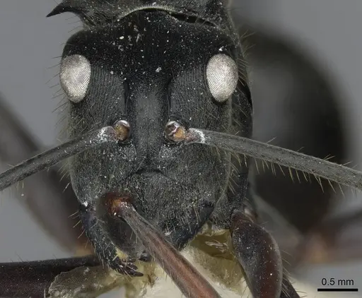 Polyrhachis spinigera specimen CASENT0910917 image casent0910917_2