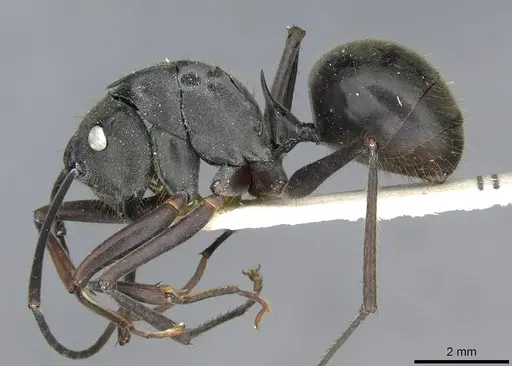Polyrhachis spinigera specimen CASENT0910917 image casent0910917_3