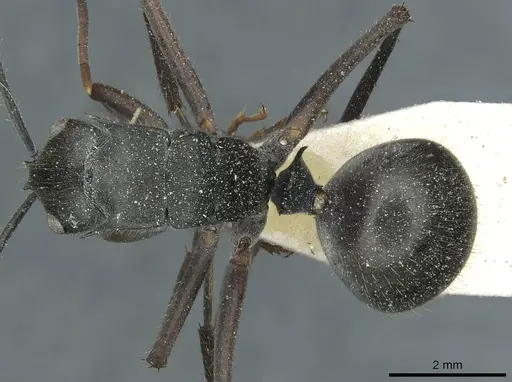 Polyrhachis spinigera specimen CASENT0912118 image casent0912118_1