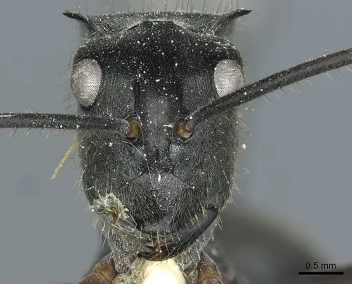 Polyrhachis spinigera specimen CASENT0912118 image casent0912118_2