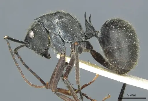Polyrhachis spinigera specimen CASENT0912118 image casent0912118_3
