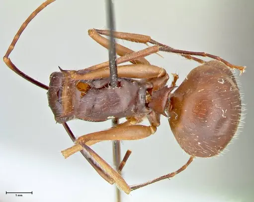 Polyrhachis spinigera specimen FOCOL2603 image focol2603_1
