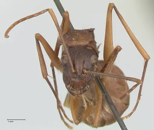Polyrhachis spinigera specimen FOCOL2603 image focol2603_2