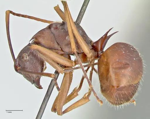 Polyrhachis spinigera specimen FOCOL2603 image focol2603_3