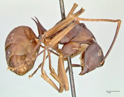 Polyrhachis spinigera specimen FOCOL2603 image focol2603_4