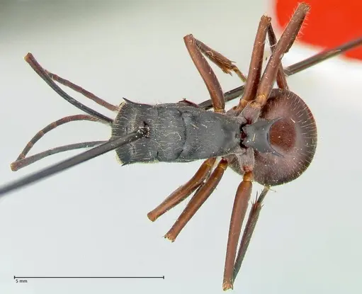 Polyrhachis spinigera specimen FOCOL2604 image focol2604_1
