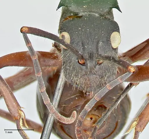 Polyrhachis spinigera specimen FOCOL2604 image focol2604_2