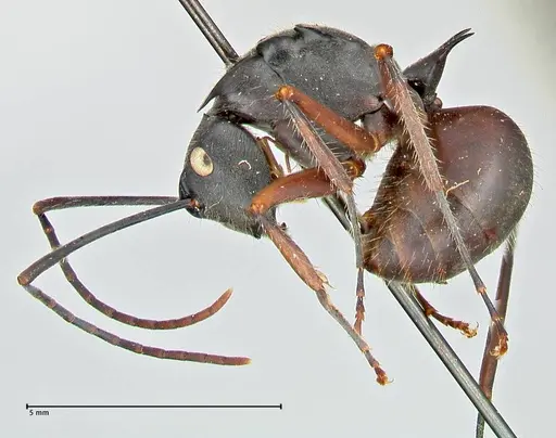 Polyrhachis spinigera specimen FOCOL2604 image focol2604_3